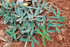 Arachis glabrata